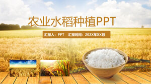 農業米米粒収穫PPTテンプレート