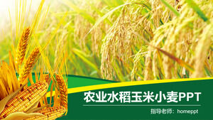 Rolnictwo ryż kukurydza pszenica promocja produktów rolnych szablon PPT