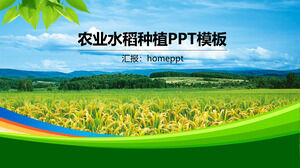 Modello PPT per piantare riso agricolo in stile business semplice