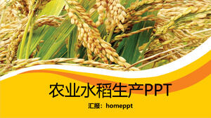 金黄色农业水稻生产PPT模板