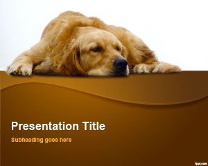金毛寻回犬的PowerPoint模板