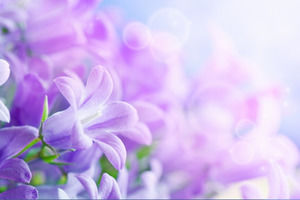 一组紫色花朵幻灯片背景图片下载