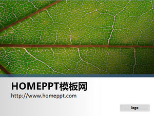 シンプルな葉のクローズアップPPTの背景画像
