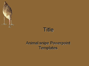 snipe Animal modelli di PowerPoint