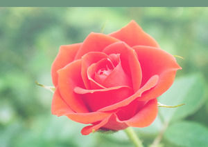 Plantilla de PowerPoint hermosa flor de Rose