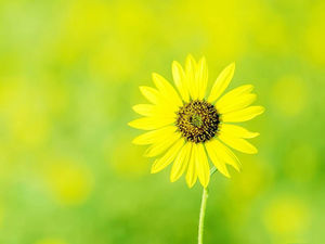 美麗的黃色花卉PPT背景圖片