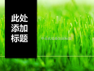 bourgeon titre vertical noir herbe verte modèle PPT
