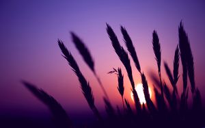 Chien herbe image PPT au coucher du soleil