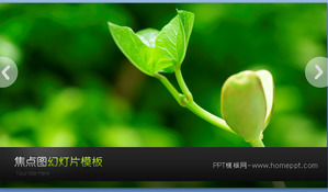 Dinâmica brotos de feijão verde planta background Download slideshow
