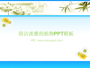 優雅的菊花背景植物PPT模板下載