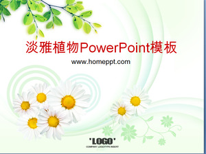 优雅的菊花茶树背景植物的PowerPoint模板下载