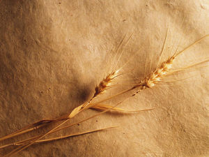 黄金の小麦の背景画像
