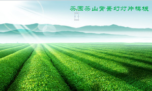 Vert Chashan Chazhuang Tea Garden modèle PPT