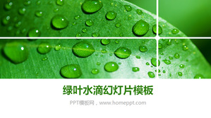 Green frunze proaspete Drops Template PowerPoint Descarca
