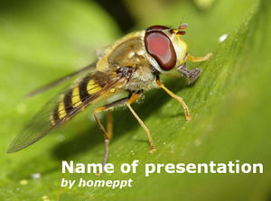 เลื่อนผึ้งธรรมชาติภาพประกอบ PowerPoint แม่แบบ