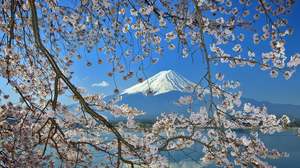 Fuji Dağı Cherry Blossom Slayt Gösterisi Arka Plan Resmi
