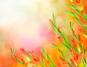 Oranye hangat Flowers Slideshow gambar latar belakang Download