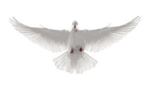 Peace Dove HD gratis Fringe png Picture