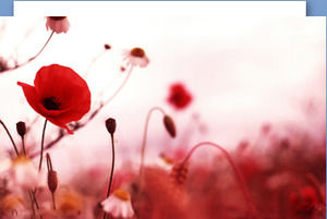 赤いケシの花PPTの背景画像