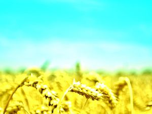 Sky under the wheat PPT background image