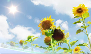 Modello di girasole natura ppt sotto il cielo blu luce del sole